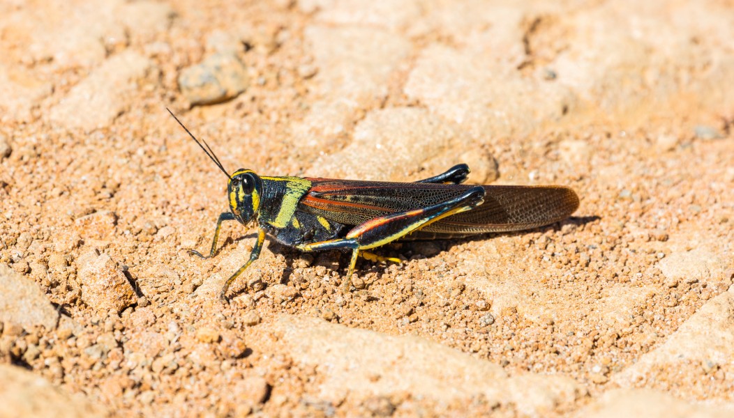 Langosta grande pintada (Schistocerca melanocera), Punta Pitt, isla de San Cristóbal, islas Galápagos, Ecuador, 2015-07-24, DD 74