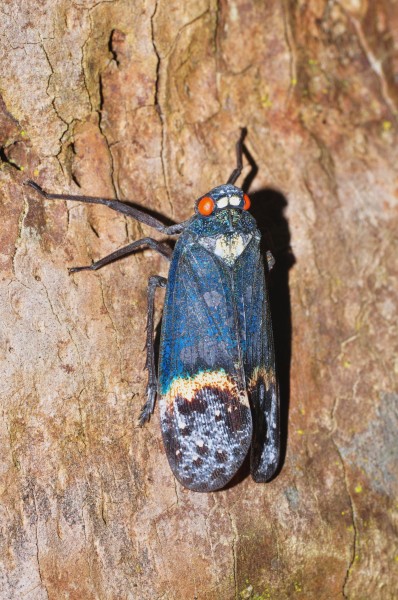 Lantern Bug - Penthicodes farinosa aeruginea (8380048175)