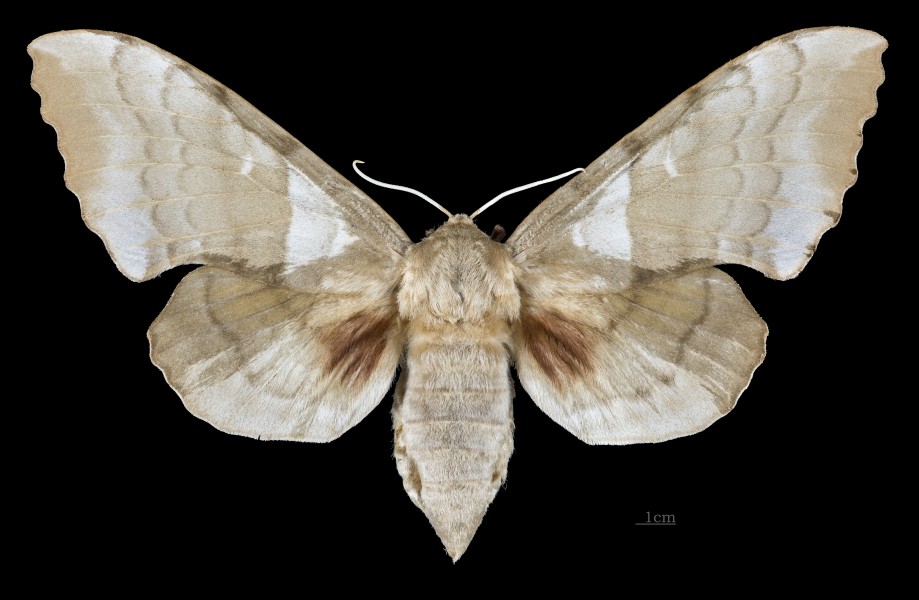 Laothoe austauti MHNT CUT 2010 0 202 Khenchela Algeria female dorsal