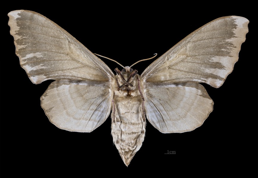 Laothoe austauti MHNT CUT 2010 0 202 Khenchela Algeria female ventral