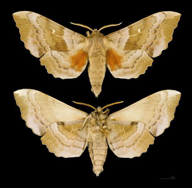 Laothoe populi MHNT