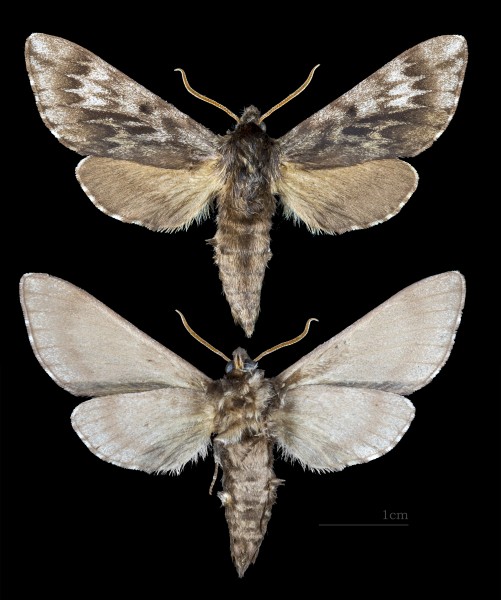 Lapara bombycoides MHNT CUT 2010 0 151 Lake Katerine Oneida County, Wisconsin, male