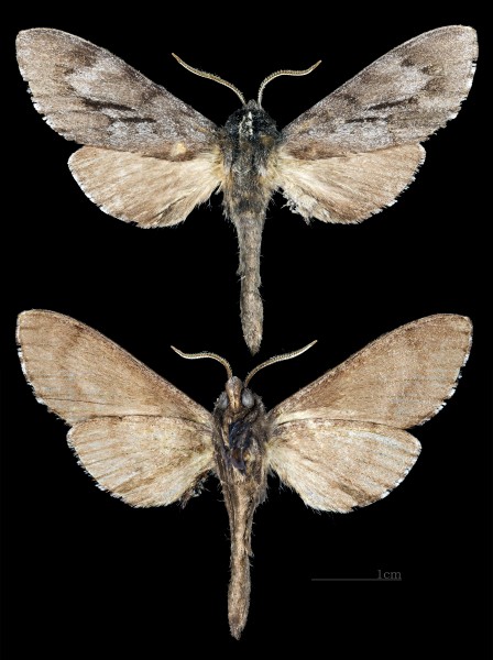 Lapara coniferarum CUT MHNT 2010 0 151 Arlington county Virginia, male