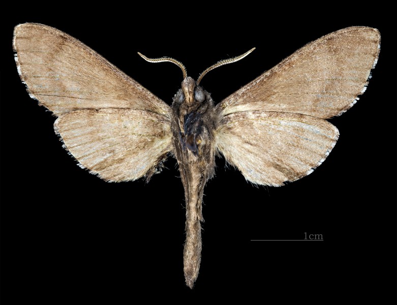 Lapara coniferarum CUT MHNT 2010 0 151 Arlington county Virginia, male ventral