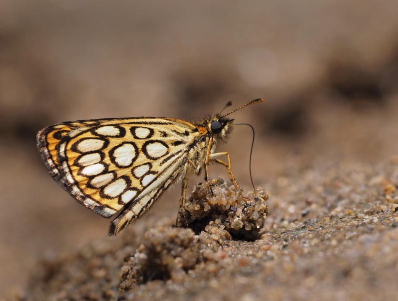 Large Chequered Skipper (Heteropterus morpheus), Nera River Gorges, Banat Mountains, SW Romania