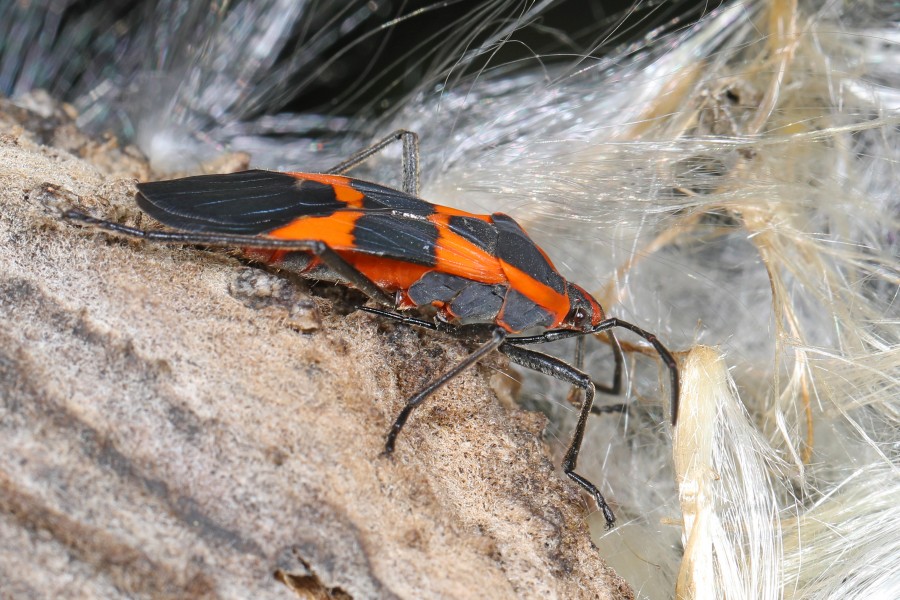 Large Milkweed Bug - Oncopeltus fasciatus, Meadowood Farm SRMA, Mason Neck, Virginia (44527006075)