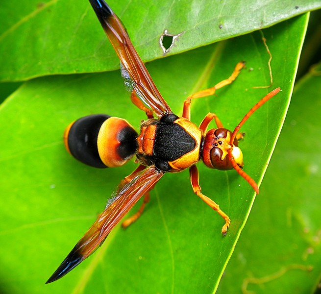 Large Mud-nest Wasp - Abispa ephippium