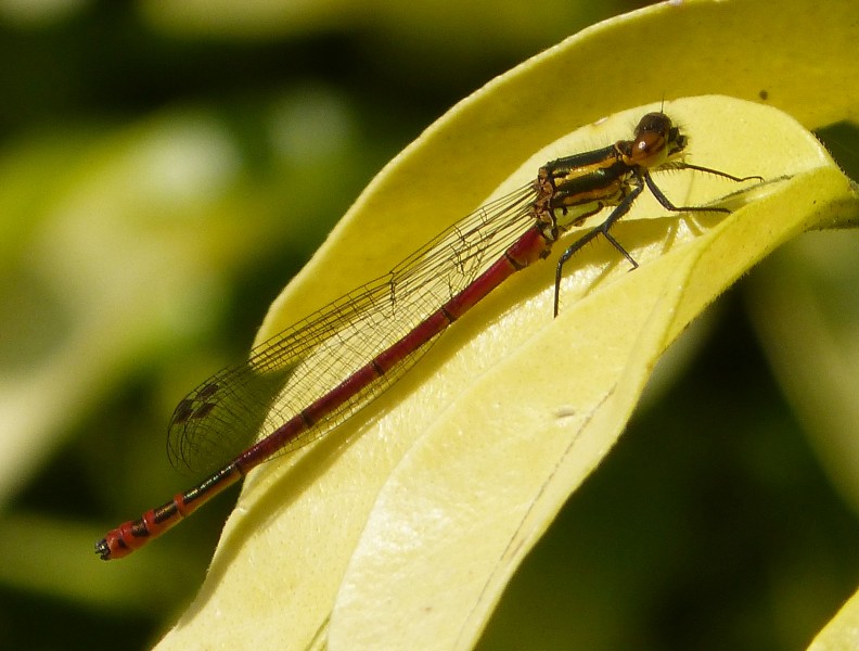 Large Red Damselfly. Pyrrhosoma nymphula - Flickr - gailhampshire