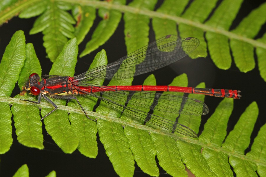 Large Red Damselfly - Pyrrhosoma nymphula, Flanders Moss Nature Reserve, Stirlingshire, Scotland - 14360271117