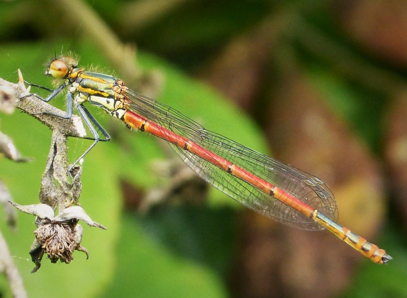 Large Red Damselfly, Pyrrhosoma nymphula, female (41929026400)