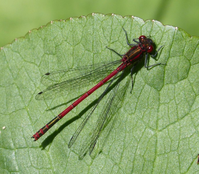 Large Red Damselfly male. Pyrrhosoma nymphula (35132453125)