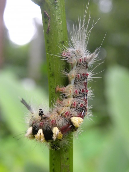 Larva 001