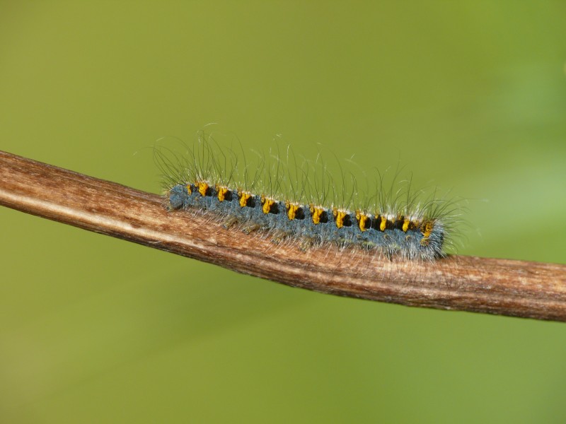 Lasiocampa quercus - caterpillar 03 (HS)