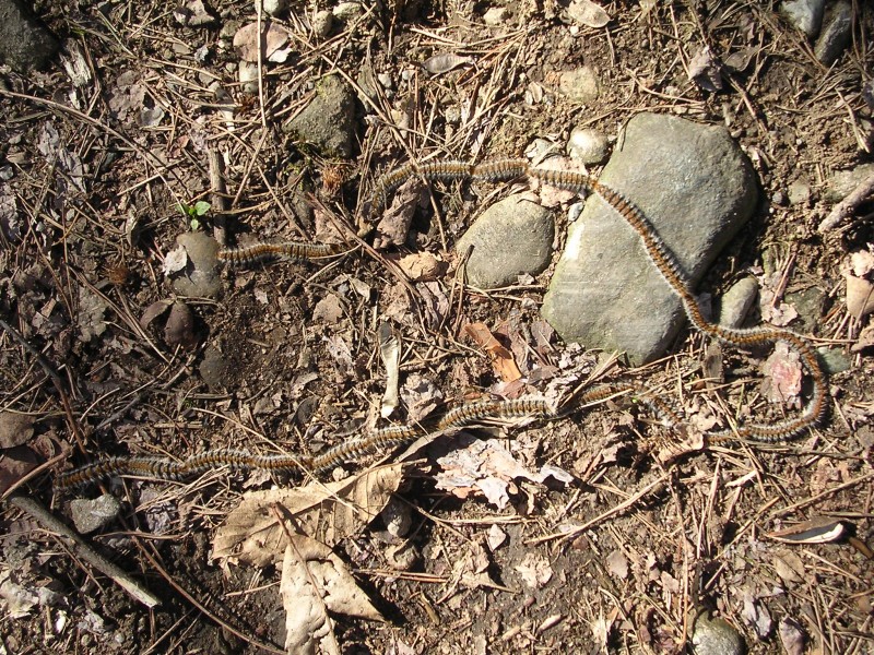 Lasiocampa quercus 2