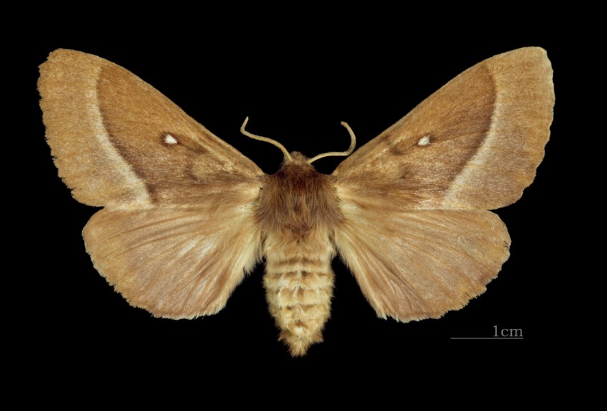 Lasiocampa trifolii MHNT CUT 2011 0 446 female Mussidan dos