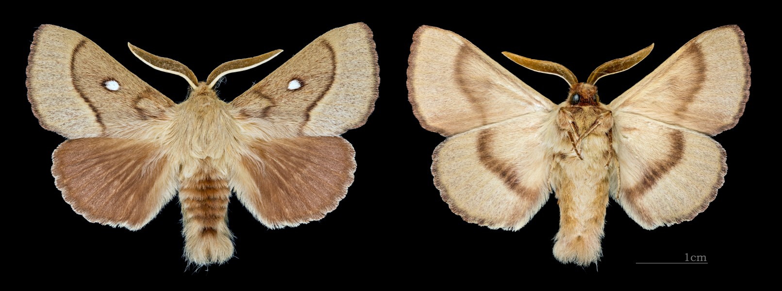 Lasiocampa trifolii MHNT CUT 2011 0 446 male Mussidan