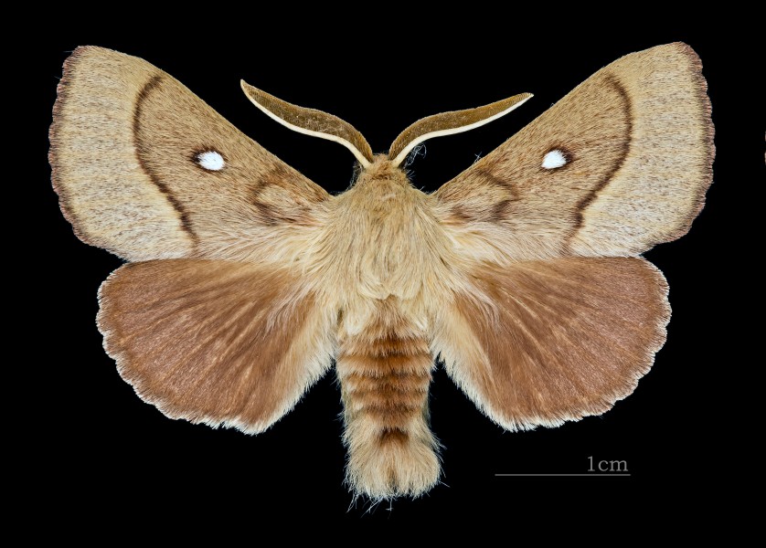 Lasiocampa trifolii MHNT CUT 2011 0 446 male Mussidan dos