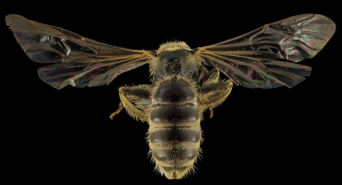 Lasioglossum aberrans, F, Back, UT, Garfield County 2014-05-09-17.30.59 ZS PMax (14299375663)