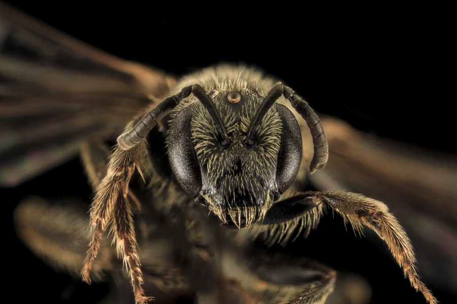 Lasioglossum aberrans, F, Face, UT, Garfield County 2014-05-09-17.03.20 ZS PMax (21524189063)