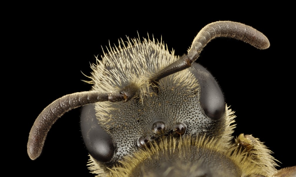 Lasioglossum albipes, f, france, face 2014-11-02-00.15.22 ZS PMax (15590387150) (2)