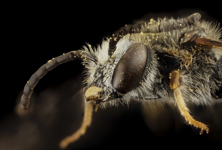 Lasioglossum albipes, m, france, face 2014-11-02-00.43.10 ZS PMax (15751494856)