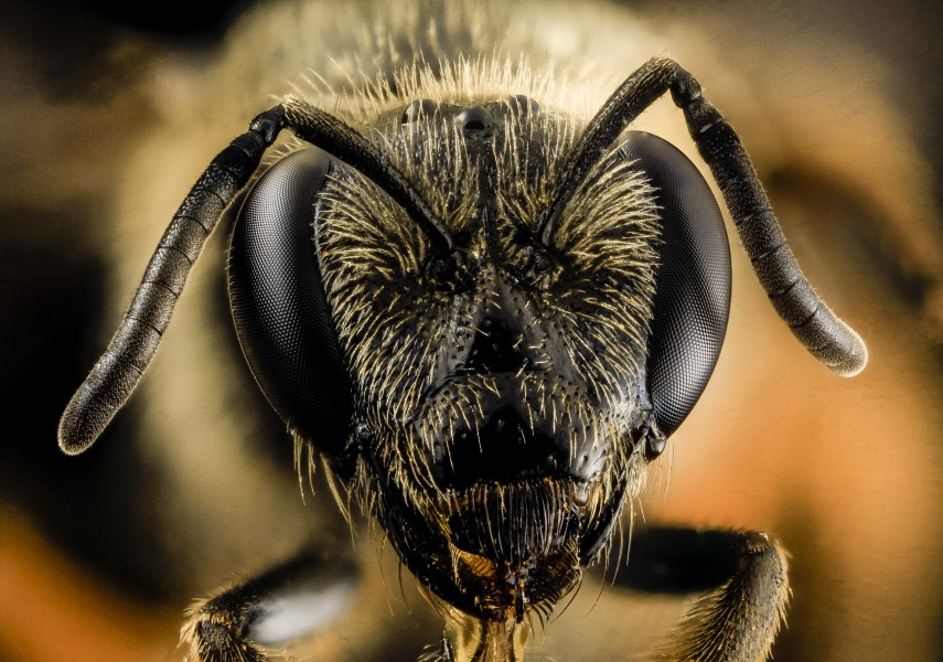 Lasioglossum coriaceum, f, head, upper marlboro, md, leadplant 2014-06-04-12.41.44 ZS PMax (14419152211)