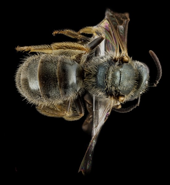 Lasioglossum floridanum, F, back, Georgia, Camden County 2013-02-22-18.24.45 ZS PMax (10673032473)