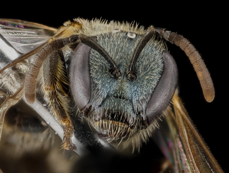 Lasioglossum floridanum, F, face, Georgia, Camden County 2013-02-22-18.31.43 ZS PMax (10673021893)
