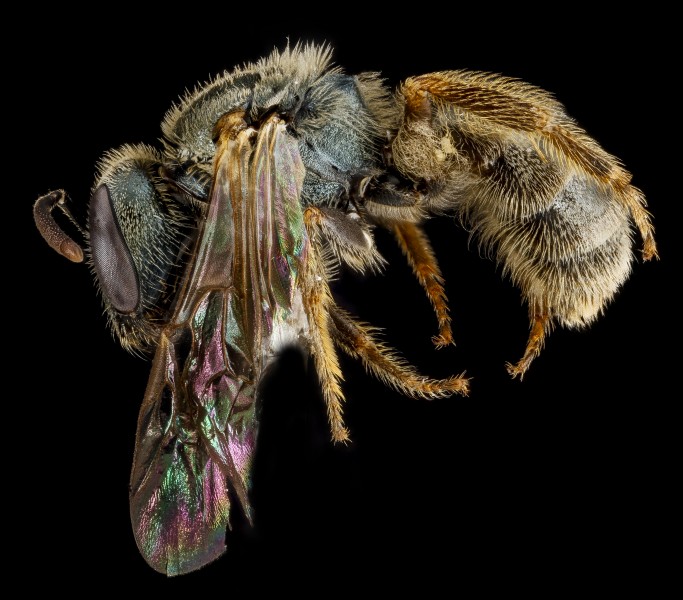 Lasioglossum floridanum, F, side, Georgia, Camden County 2013-02-22-18.38.33 ZS PMax (10673017473)