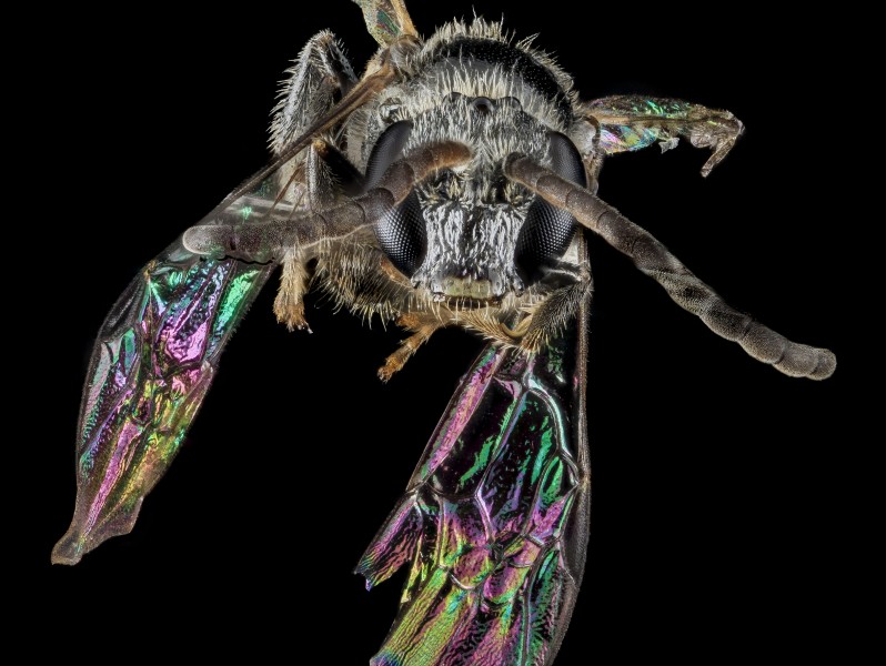 Lasioglossum foxii, M, Face, MD, Baltimore Co 2013-07-30-16.13.30 ZS PMax (9420311441)