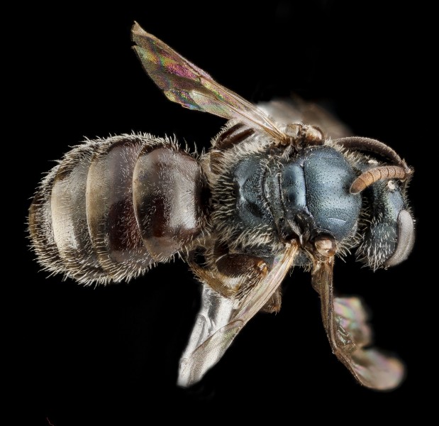 Lasioglossum halophitum, F, back, Florida, St. Johns County 2013-02-22-18.45.22 ZS PMax (10683147614)