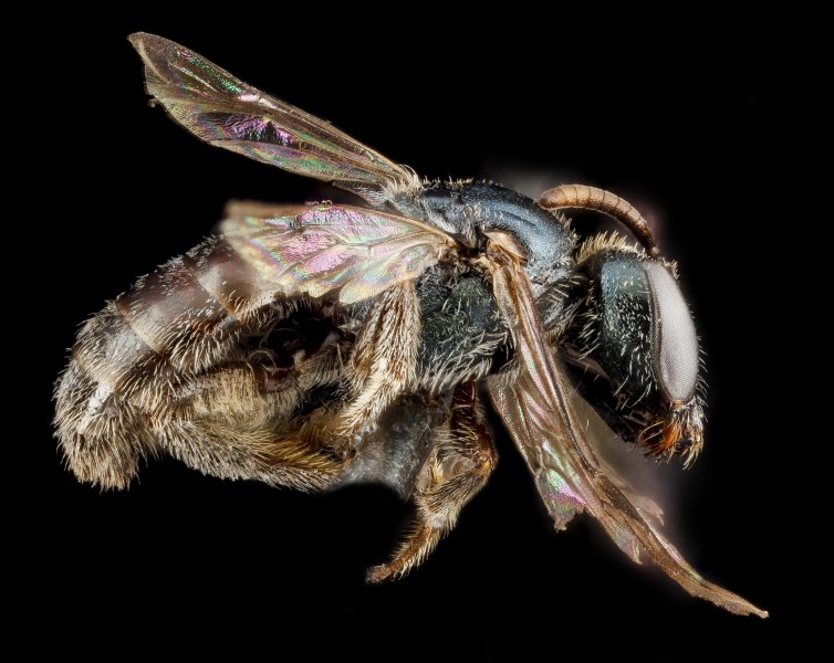 Lasioglossum halophitum, F, side, Florida, St. Johns County 2013-02-22-19.04.56 ZS PMax (10683143214)