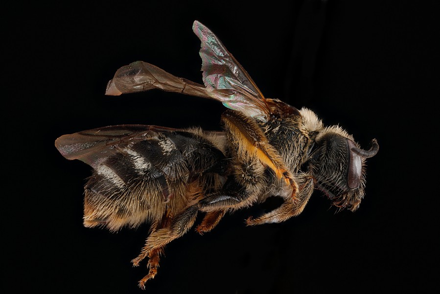 Lasioglossum leucozonium1