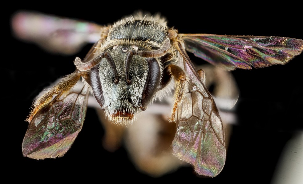 Lasioglossum nr longifrons, female, face 2012-06-26-16.00.21 ZS PMax (8215622354)