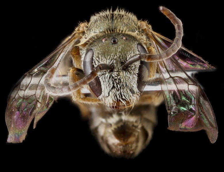 Lasioglossum nr longifrons, male, face 2012-06-26-16.16.31 ZS PMax (8214535829)