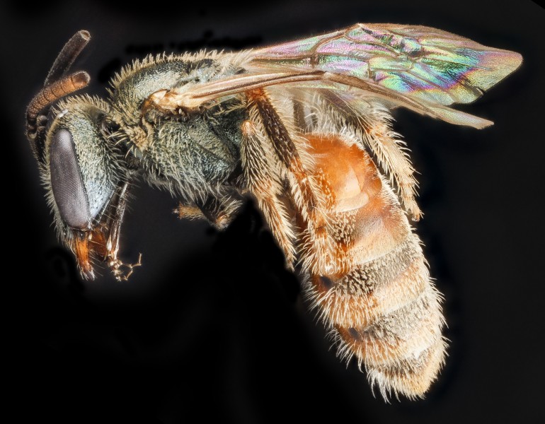 Lasioglossum nymphale, F, side, Georgia, Camden County 2013-02-22-19.19.22 ZS PMax