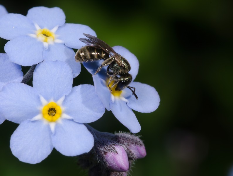 Lasioglossum-pjt2