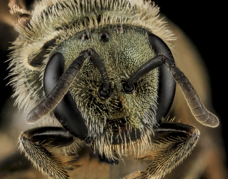 Lasioglossum versatum, F, face, MD, Cecil County 2013-07-08-18.13.27 ZS PMax (10766451664)