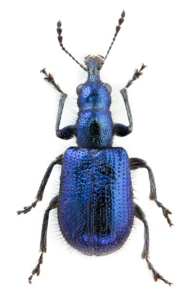 Lasiorhynchites olivaceus1