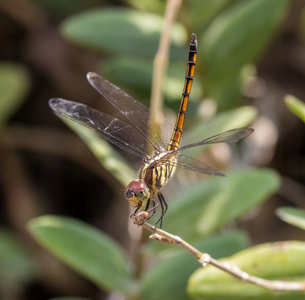 Lathrecista asiatica, Taman Sari, Yogyakarta, 2014-05-07 01