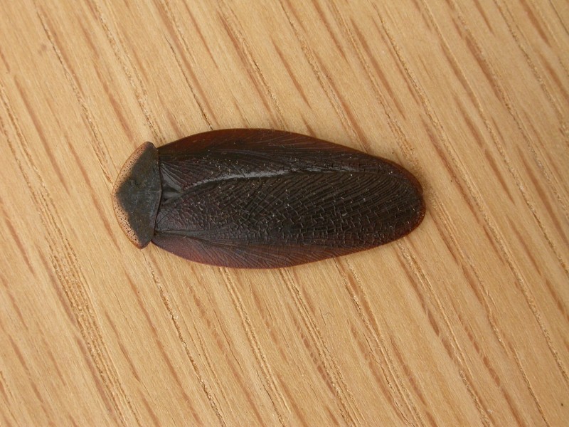 Laxta granicollis (3008138839)