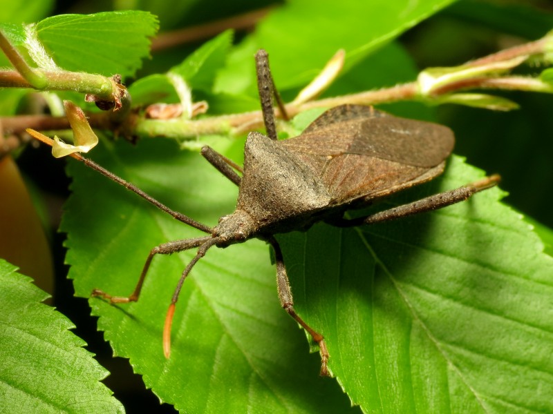 Leaf-footed Bug - Flickr - treegrow