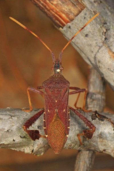 Leaf-footed Bug - Leptoglossus oppositus, Old Colchester Park, Mason Neck, Virginia