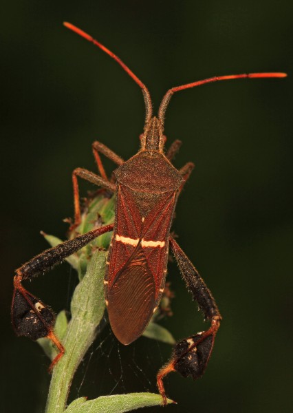 Leaf-footed Bug - Leptoglossus phyllopus, Julie Metz Wetlands, Woodbridge, Virginia