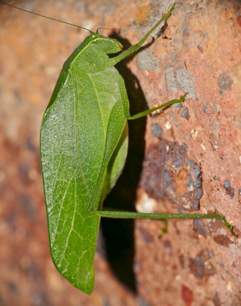 Leaf Katydid (Eurycorypha sp.) (15847851124)