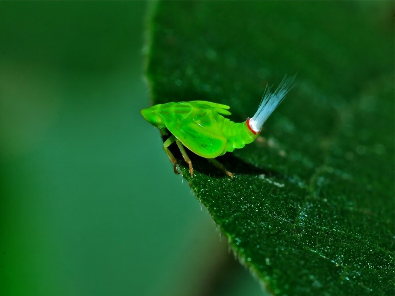 Leafhopper Nymph (Cicadellidae) (6934158008)