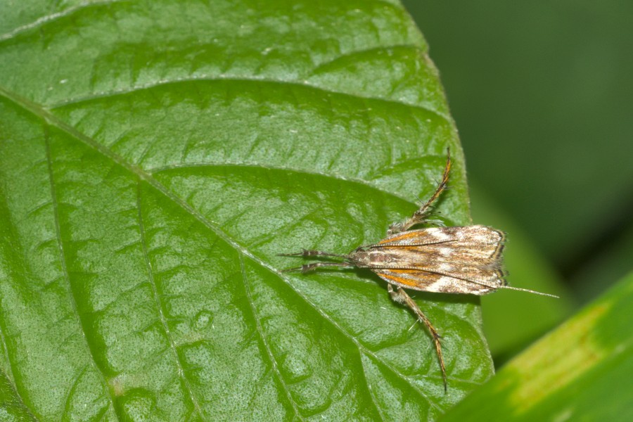 Lecithoceridae in Kadavoor