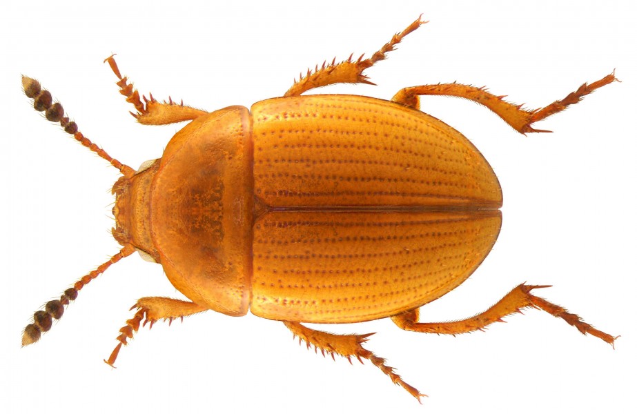 Leiodes rugosa Stephens, 1829 (3807776730)