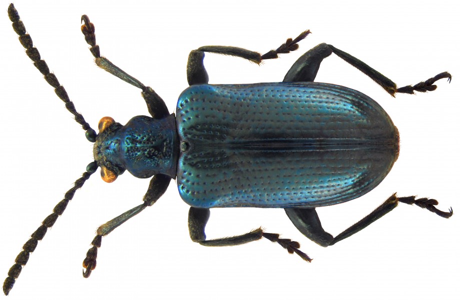 Lema cyanella (Linné, 1758)