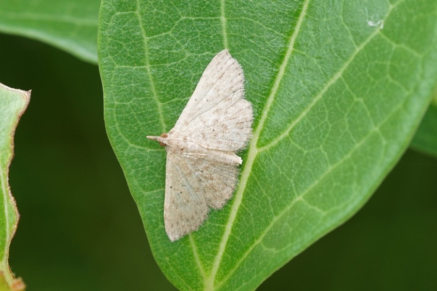 Lepidoptera 03347